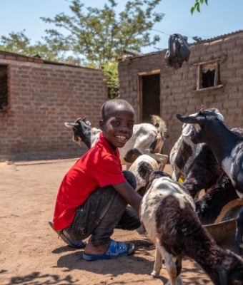 Jongen uit Tanzania voert de geiten.