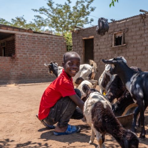 Jongen uit Tanzania voert de geiten.