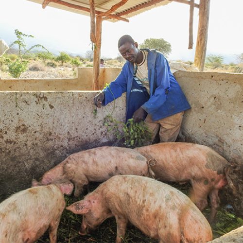 Ombeni uit Tanzania zorgt voor zijn varkens.